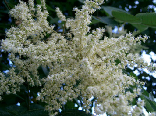 Cây Muối hoa trắng. Rhus chinensis Mill. Var. roxburghii  - Cây Thuốc Nam Quanh Ta
